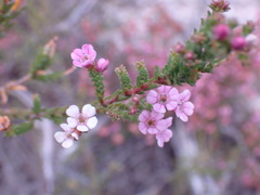 Euchaetis albertiniana
