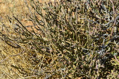 Mesembryanthemum junceum