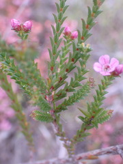 Euchaetis albertiniana