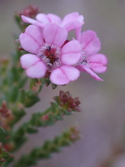 Euchaetis albertiniana