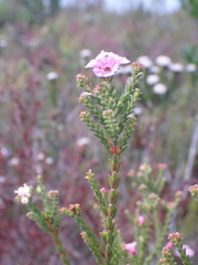 Euchaetis albertiniana
