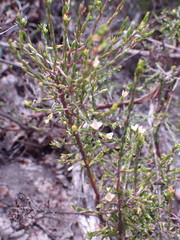 Lachnaea axillaris