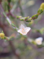Lachnaea axillaris