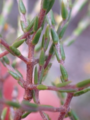 Lachnaea axillaris