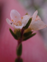 Lachnaea axillaris
