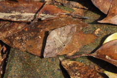 Blasticorhinus