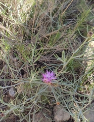 Centaurea aspera stenophylla
