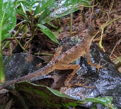 Anolis chrysolepis