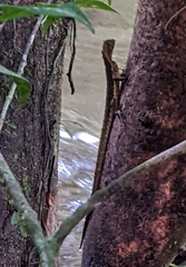 Uranoscodon superciliosus