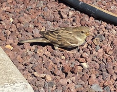 Passer hispaniolensis hispaniolensis