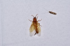 Labidus