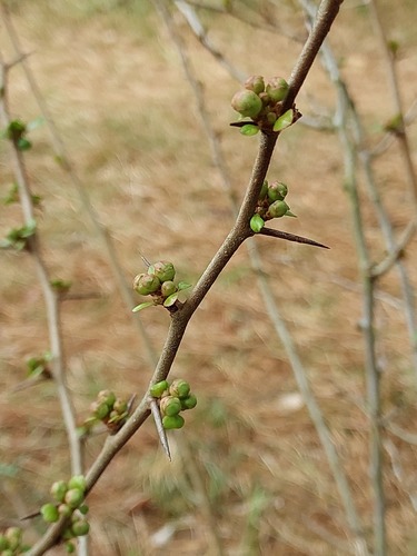 Japoninis svarainis nuotrauka