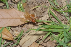 Labidus