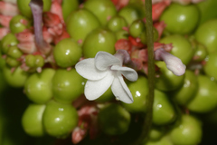 Rauvolfia serpentina