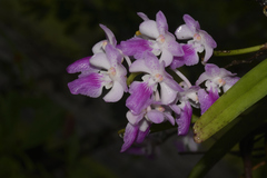 Aerides maculosa