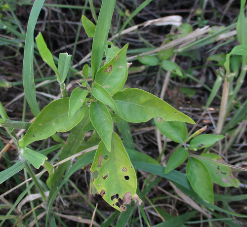 Hypoestes forskaolii image