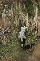 Ardea cinerea