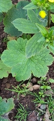 Ranunculus cortusifolius image