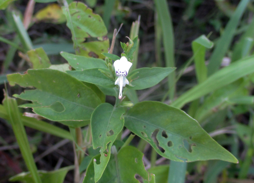 Hypoestes image