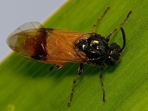 Bramble Sawfly, photo 2 of 10