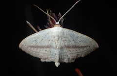 Scopula emutaria