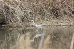 Ardea cinerea