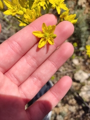 Haplophyllum linifolium
