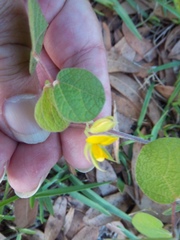 Rhynchosia difformis