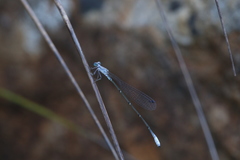 Labidiosticta vallisi