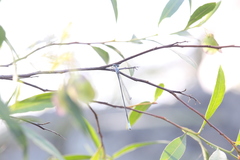 Labidiosticta vallisi