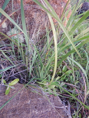 Haemodorum coccineum