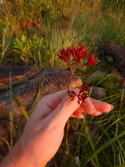 Haemodorum coccineum