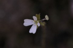 Stylidium tenerum