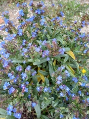 Anchusa calcarea
