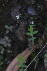 Stylidium tenerum