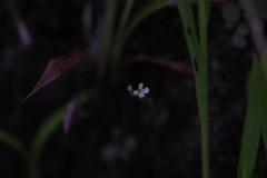 Stylidium tenerum