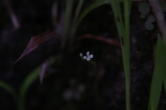 Stylidium tenerum