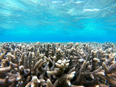 Acropora pulchra