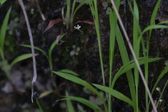 Stylidium tenerum