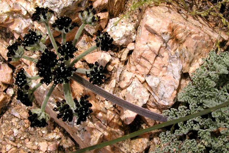 Lomatium mohavense