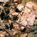 Lomatium mohavense - Photo (c) Wayfinder_73, algunos derechos reservados (CC BY-NC-ND)