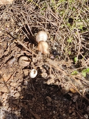 Steatoda paykulliana