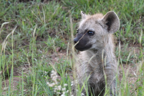 Spotted hyaena