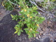 Welchiodendron longivalve