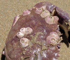 Paraconcavus pacificus