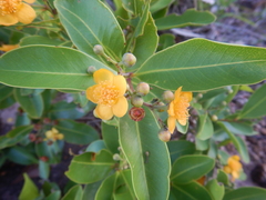 Welchiodendron longivalve