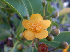 Welchiodendron longivalve