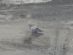 Columba livia domestica