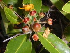 Welchiodendron longivalve