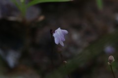 Utricularia minutissima